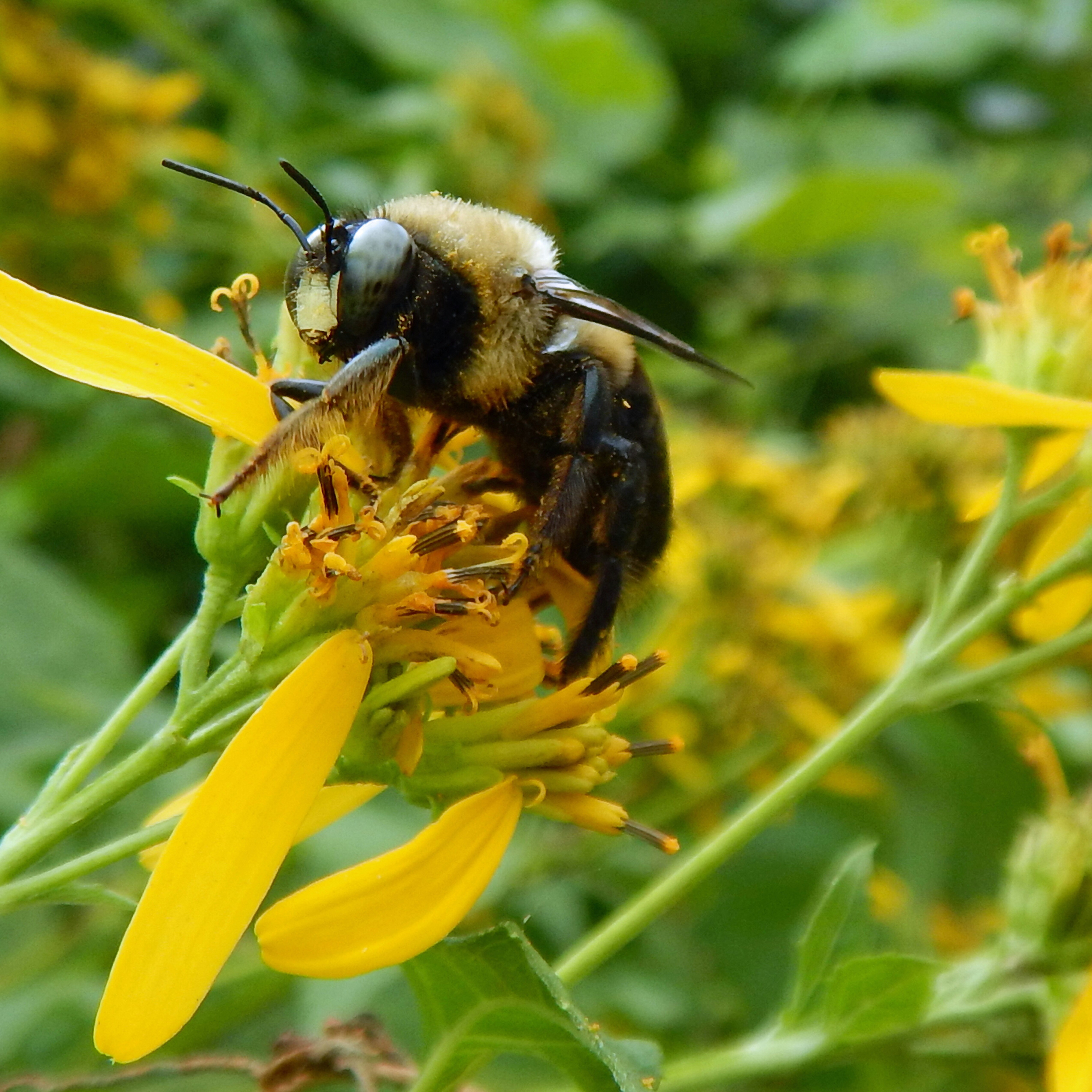 Pollinator Power - logo